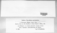 Puccinia stipae image